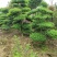 造型小叶女贞.一手货源自家苗圃绿化种植大量批发