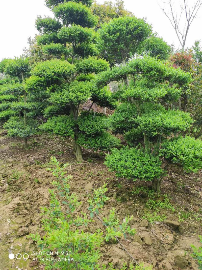 造型小叶女贞.一手货源自家苗圃绿化种植大量批发