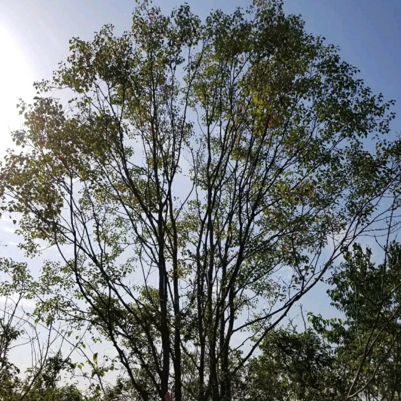 乌桕..一手货源自家苗圃绿化种植大量批发