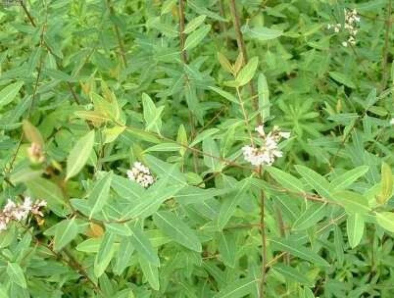 中药材野生新货罗麻布罗布麻叶茶罗布麻叶