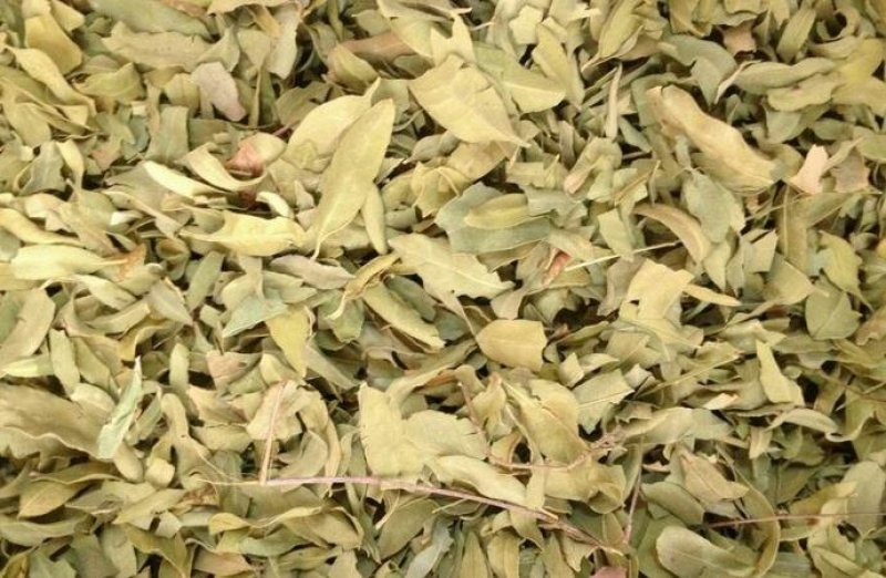 中药材野生新货罗麻布罗布麻叶茶罗布麻叶