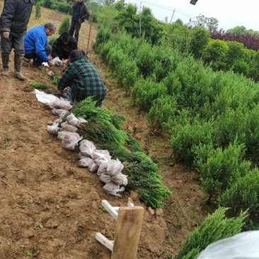 桧柏..一手货源自家苗圃绿化种植大量批发