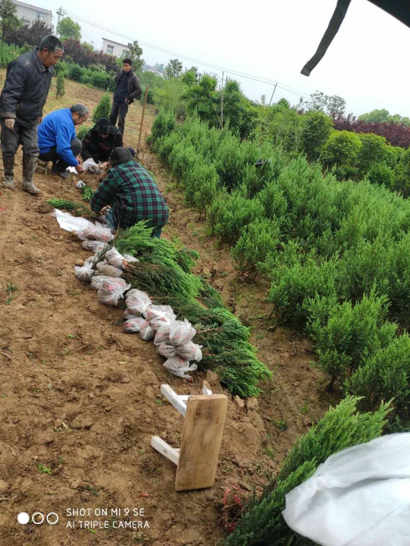桧柏..一手货源自家苗圃绿化种植大量批发