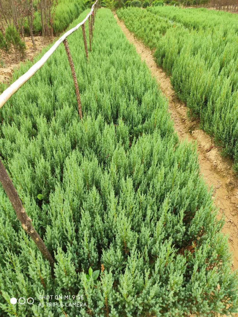 桧柏..一手货源自家苗圃绿化种植大量批发