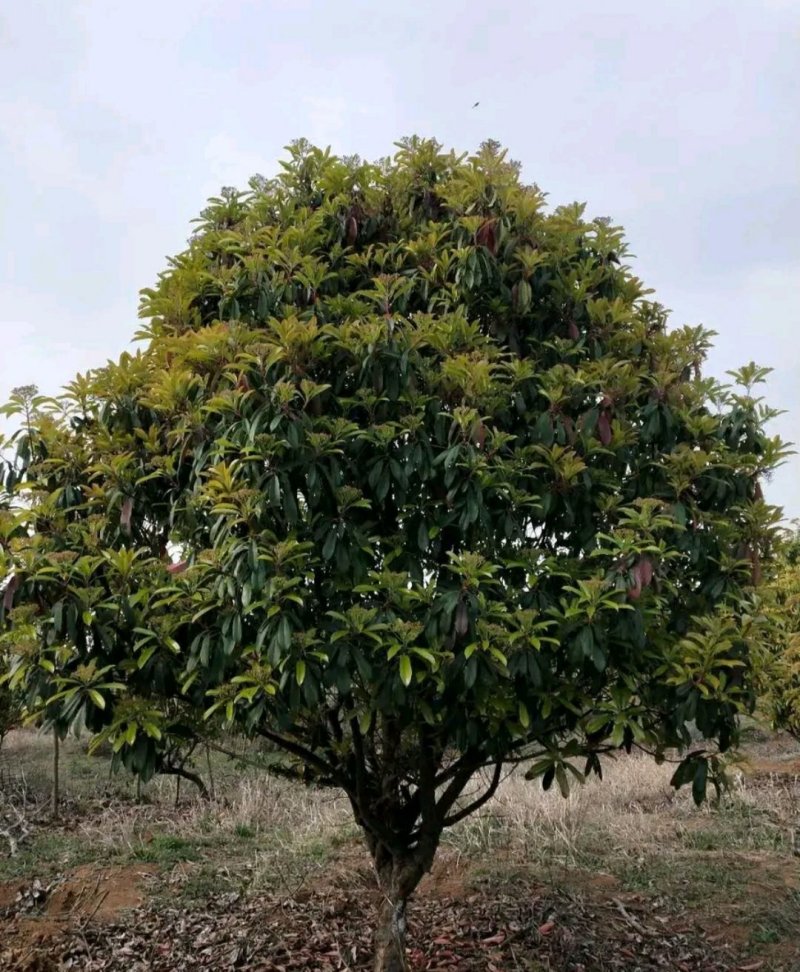 桂花..一手货源自家苗圃绿化种植大量批发