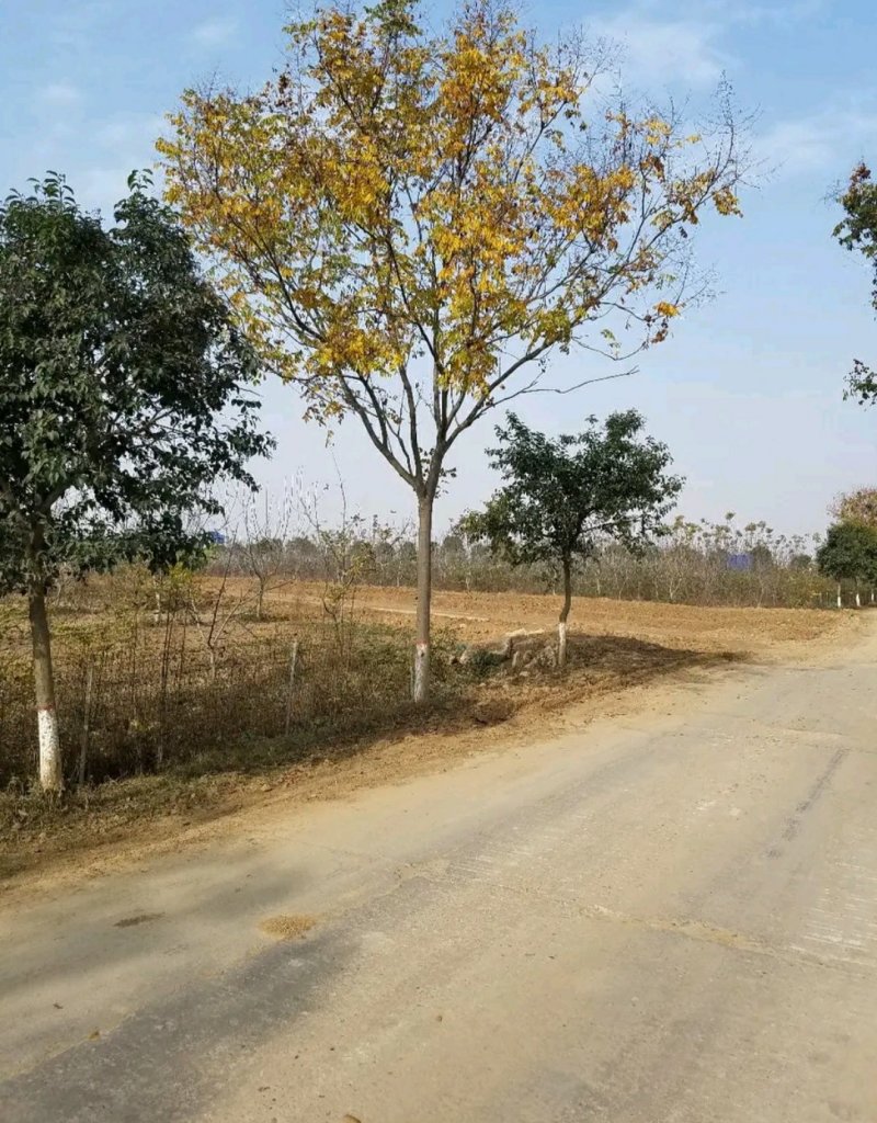 栾树.一手货源自家苗圃绿化种植大量批发