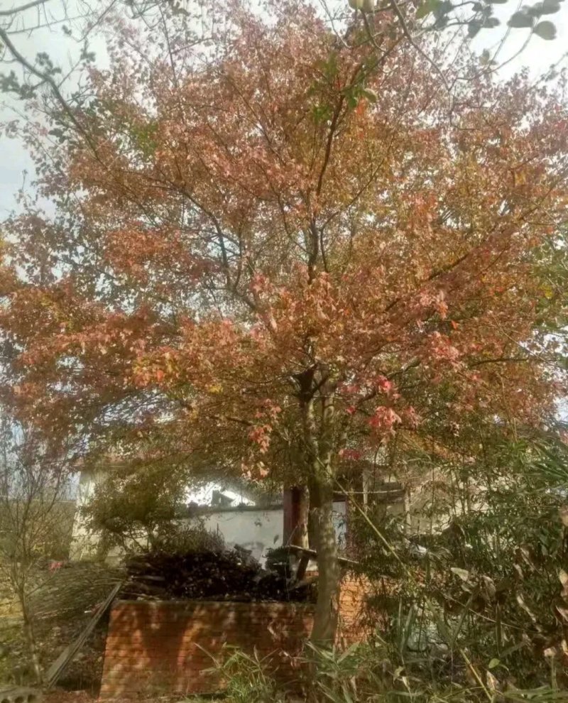 三角枫一手货源自家苗圃绿化种植大量批发