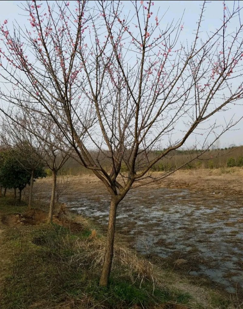 梅花一手货源自家苗圃绿化种植大量批发
