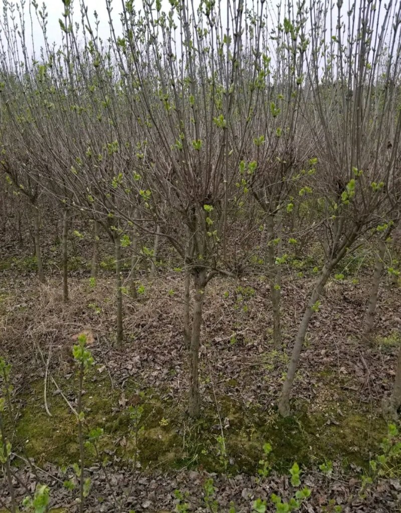紫丁香一手货源自家苗圃绿化种植大量批发