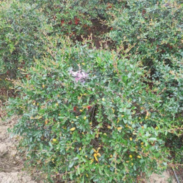 火棘球一手货源自家苗圃绿化种植大量批发