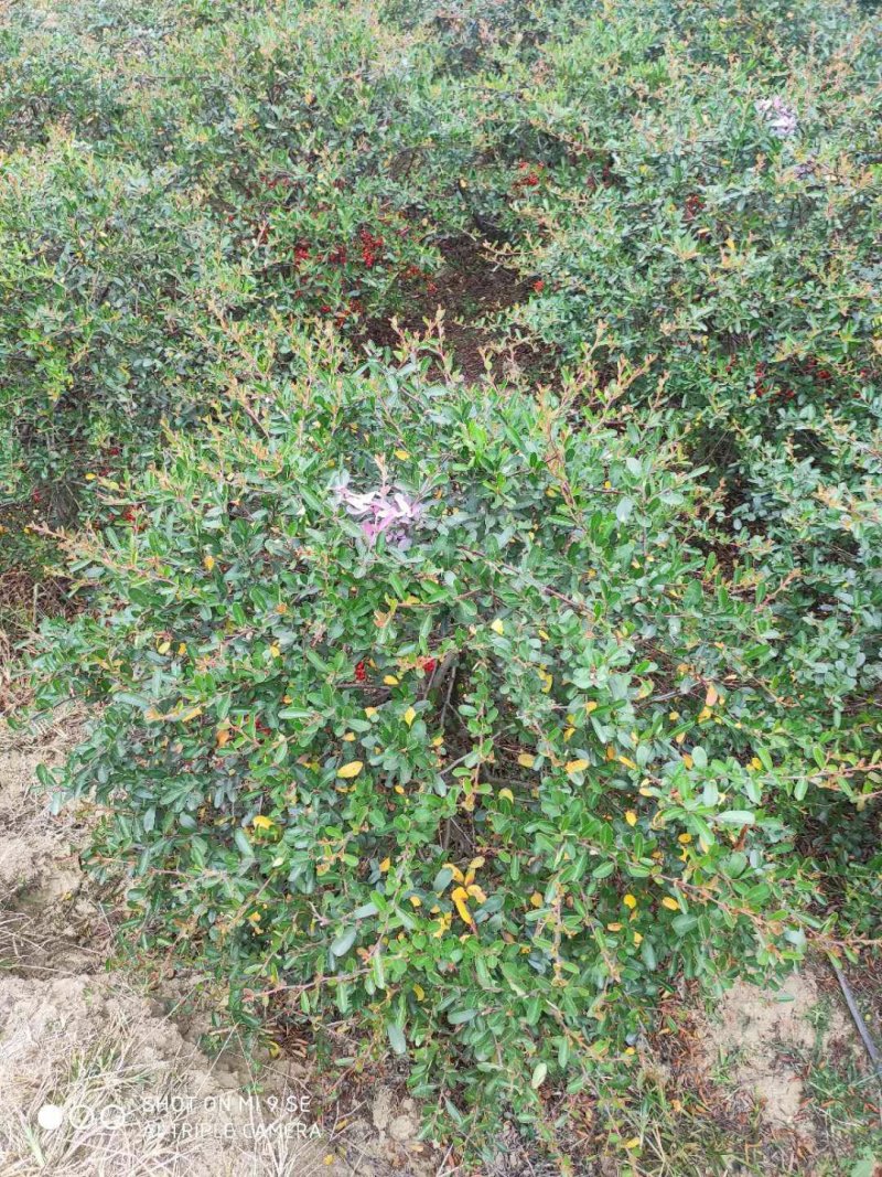 火棘球一手货源自家苗圃绿化种植大量批发