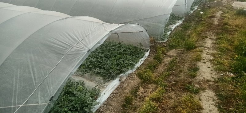 8424早佳美都大红桃红