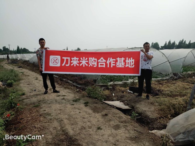 精品美都西瓜口口脆基地直供生瓜包赔