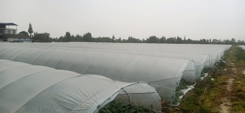精品美都西瓜口口脆基地直供生瓜包赔