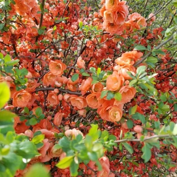 红花海棠一手货源自家苗圃绿化种植大量批发