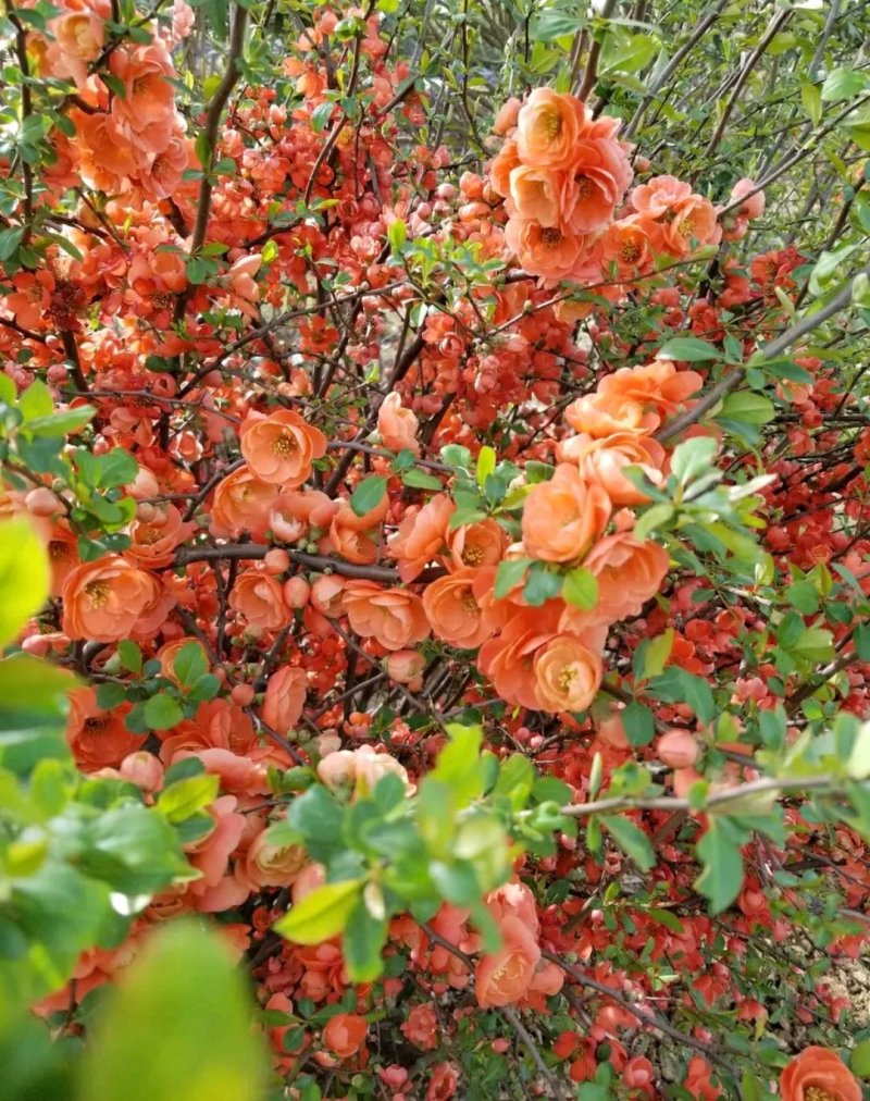 红花海棠一手货源自家苗圃绿化种植大量批发