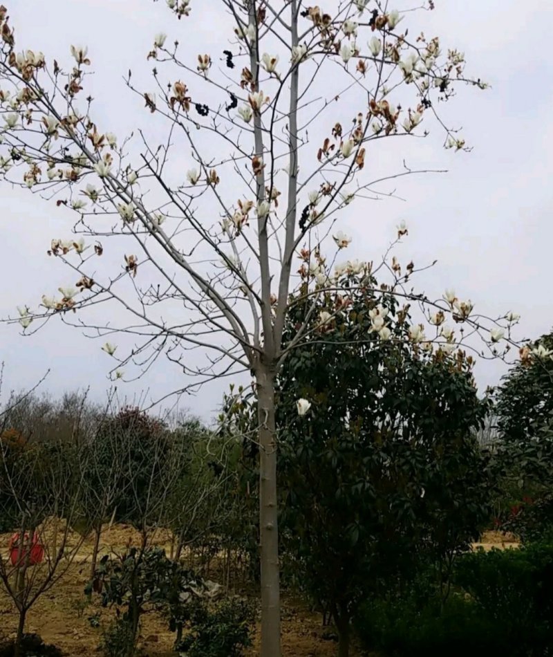 玉兰树白玉兰一手货源自家苗圃绿化种植大量批发