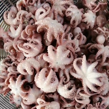 半熟八爪鱼迷你八爪鱼新鲜八爪鱼江苏海鲜水产