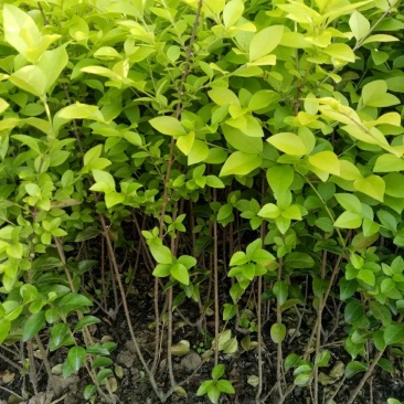 金叶女贞一手货源自家苗圃绿化种植大量批发