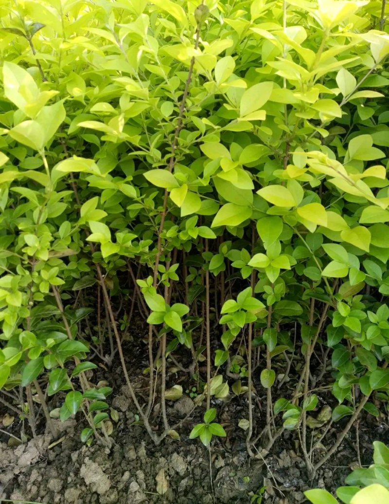 金叶女贞一手货源自家苗圃绿化种植大量批发