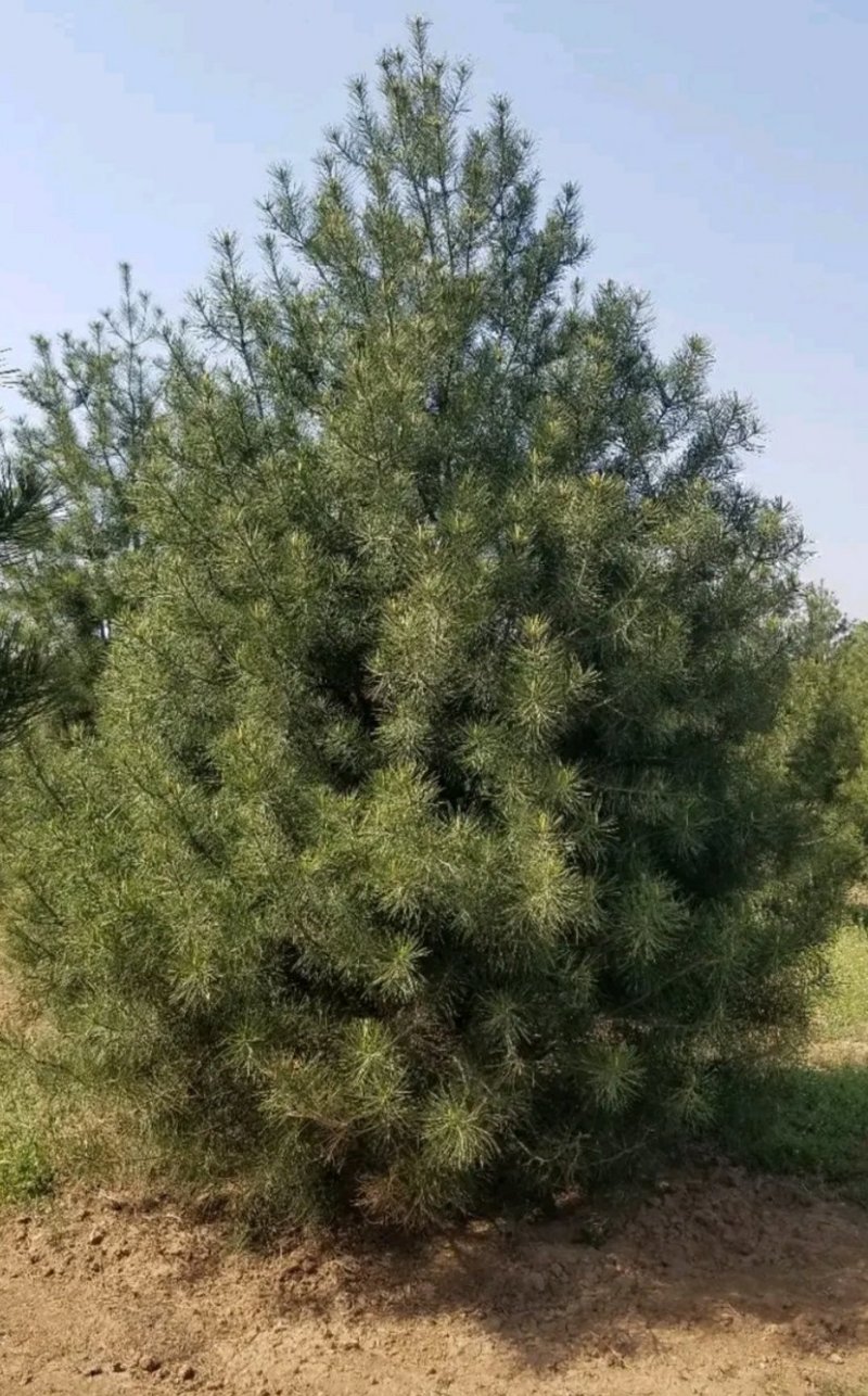 白皮松一手货源自家苗圃绿化种植大量批发