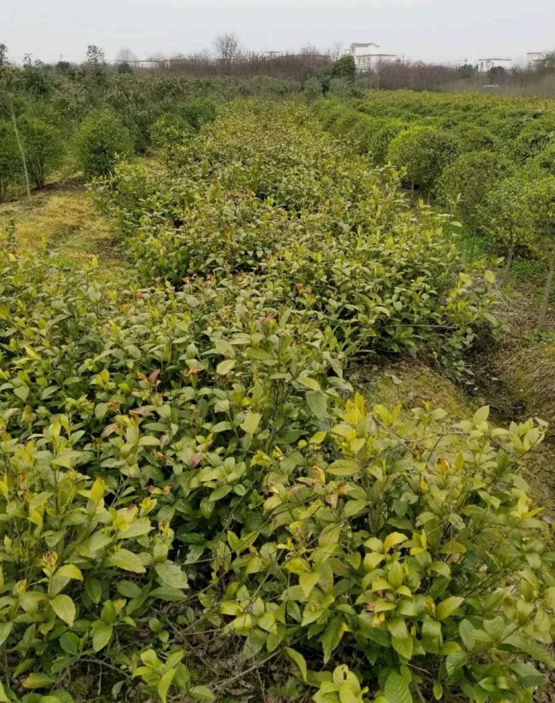 栀子花一手货源自家苗圃绿化种植大量批发