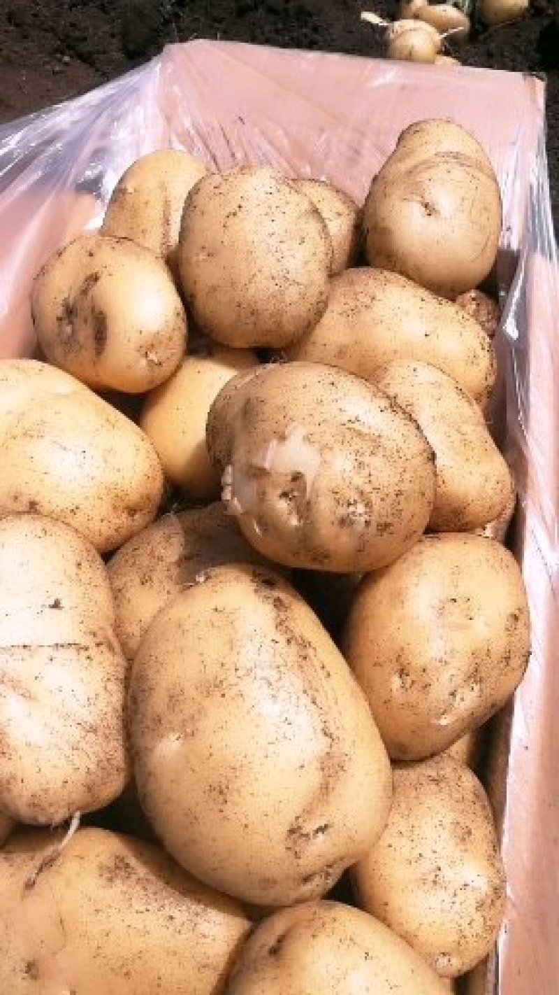 云南丽薯六号高原土豆