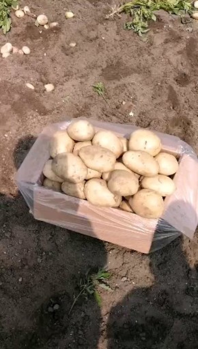 云南丽薯六号高原土豆