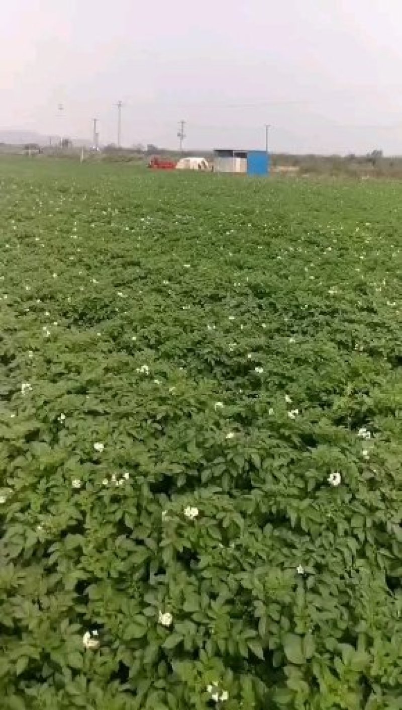 云南丽薯六号高原土豆