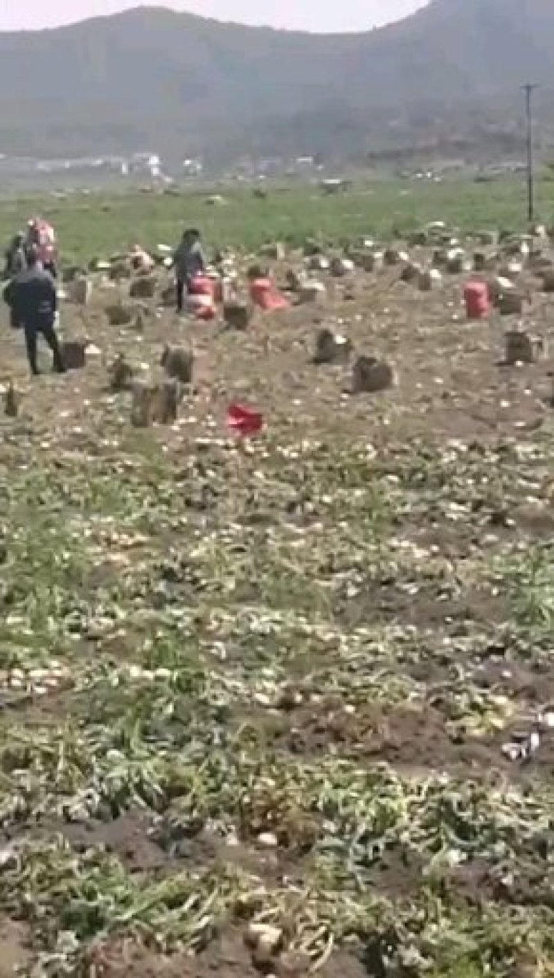云南丽薯六号高原土豆
