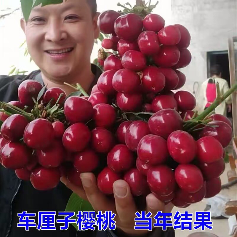 嫁接车厘子樱桃苗俄罗斯8号南北方种植当年结果