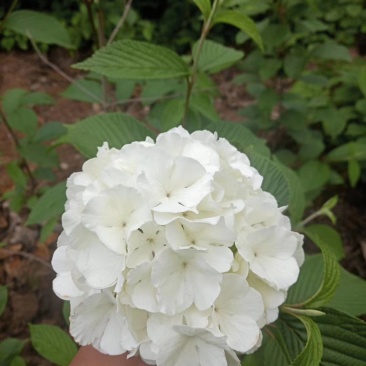 木绣球斗球麻叶绣球八仙花基地直发品种保证