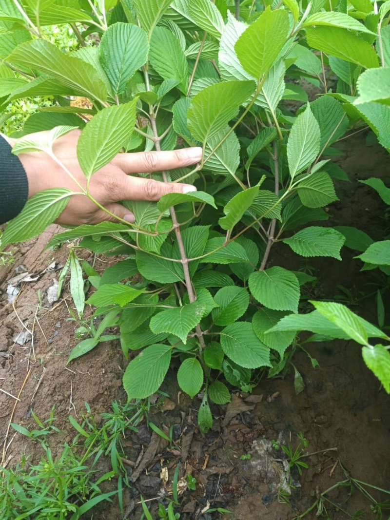 木绣球斗球麻叶绣球八仙花基地直发品种保证