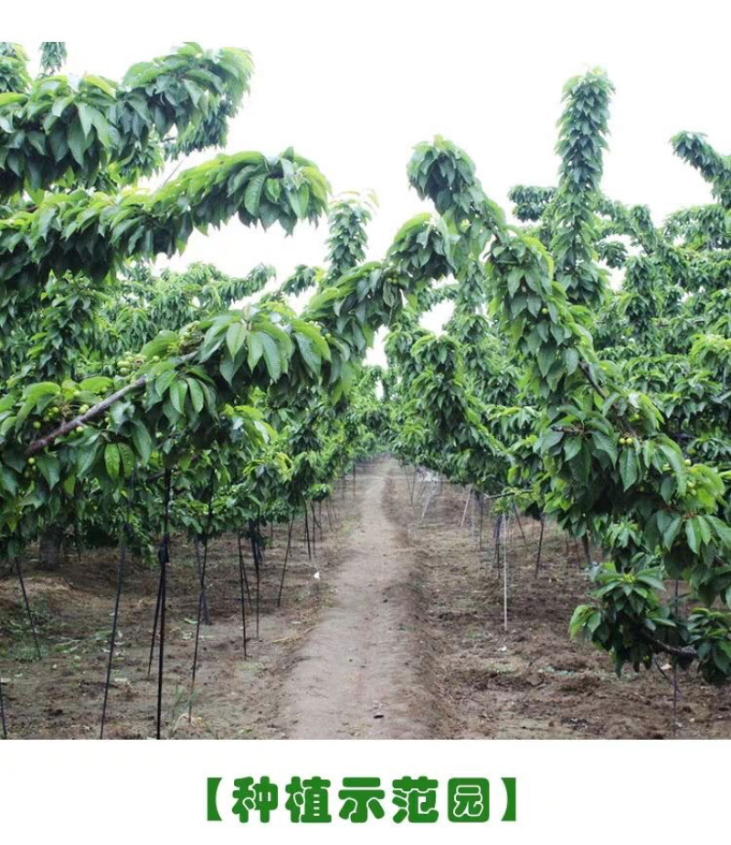 嫁接车厘子樱桃苗俄罗斯8号南北方种植当年结果