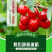 嫁接车厘子樱桃苗俄罗斯8号南北方种植当年结果