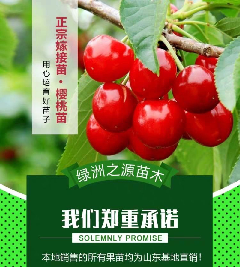 嫁接车厘子樱桃苗俄罗斯8号南北方种植当年结果