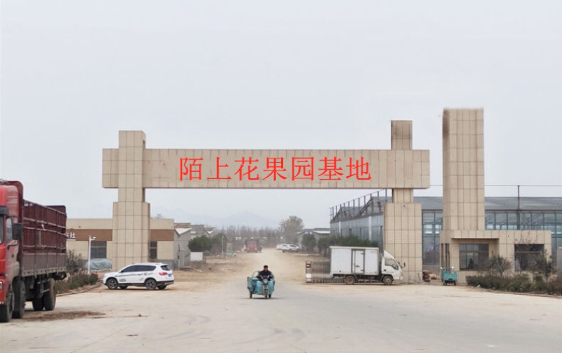嫁接车厘子樱桃苗俄罗斯8号南北方种植当年结果