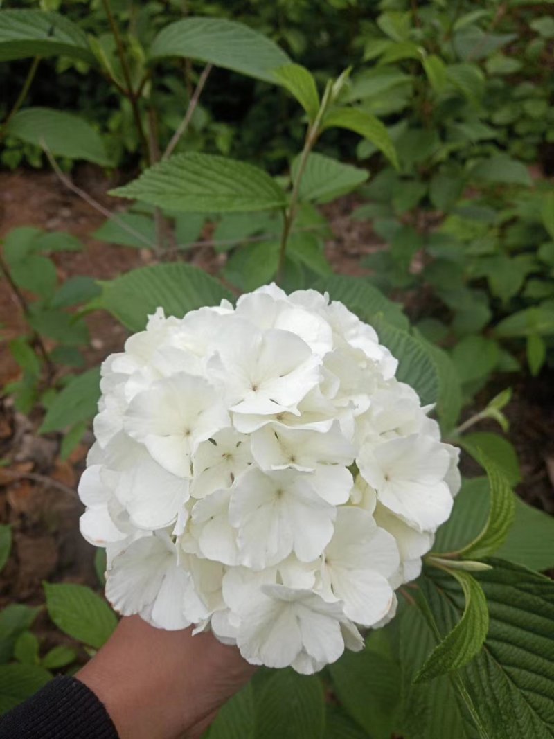 木绣球斗球麻叶绣球八仙花基地直发品种保证