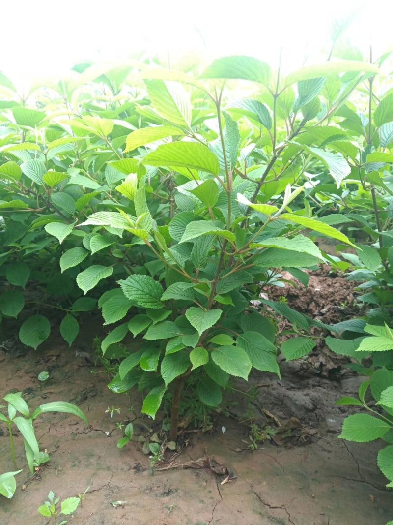 木绣球斗球麻叶绣球八仙花基地直发品种保证