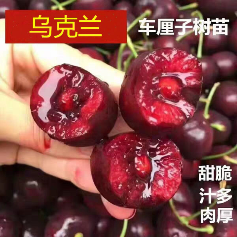 嫁接车厘子樱桃苗俄罗斯8号南北方种植当年结果