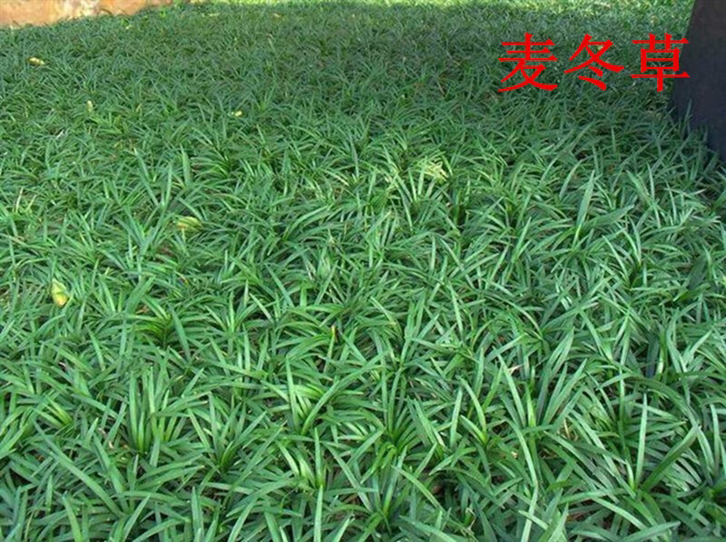 常年出售矮麦冬草日本麦冬草玉龙草细叶绿化苗