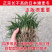 常年出售矮麦冬草日本麦冬草玉龙草细叶绿化苗