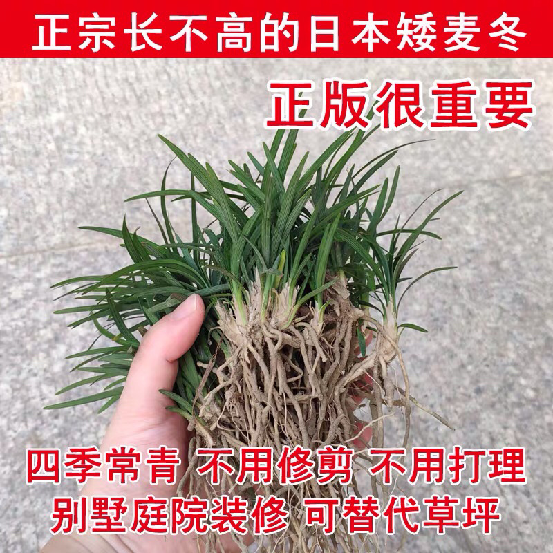 常年出售矮麦冬草日本麦冬草玉龙草细叶绿化苗