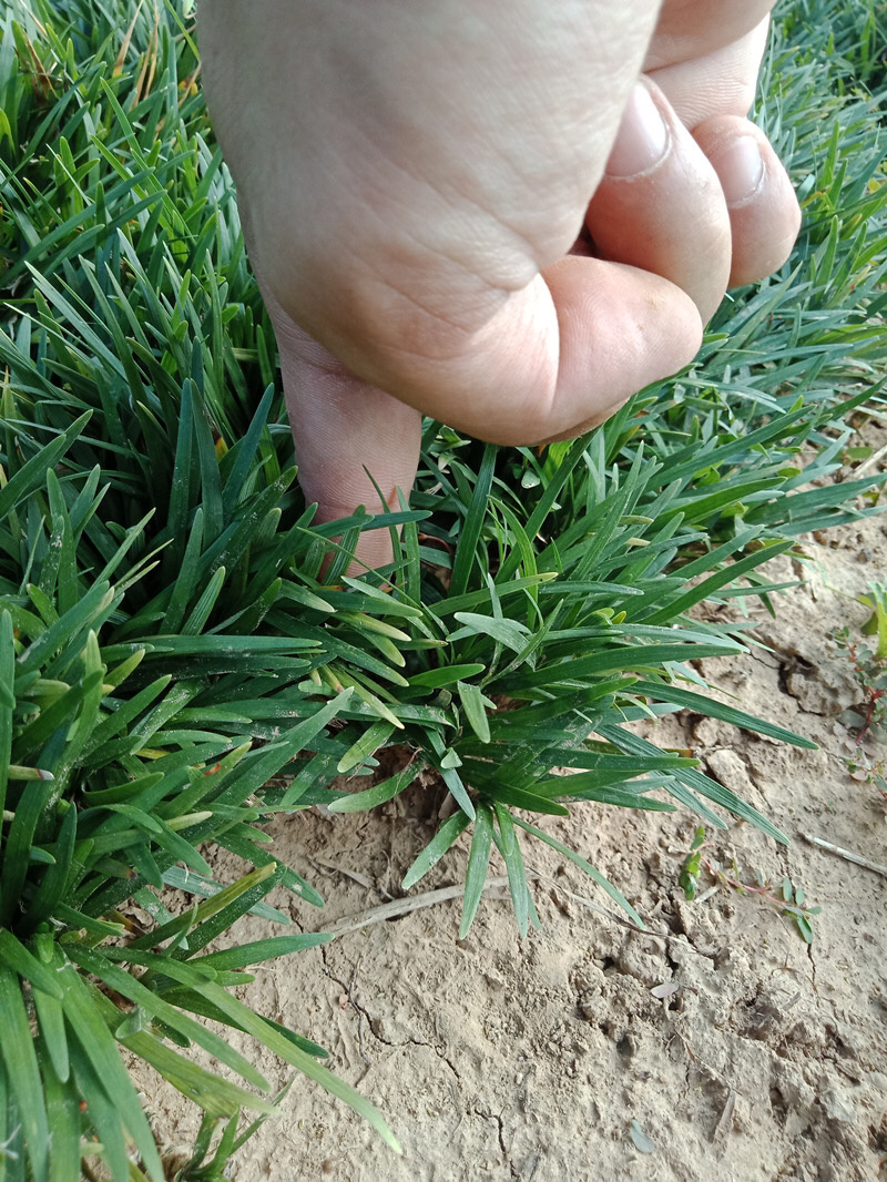 常年出售矮麦冬草日本麦冬草玉龙草细叶绿化苗
