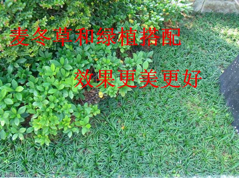 常年出售矮麦冬草日本麦冬草玉龙草细叶绿化苗