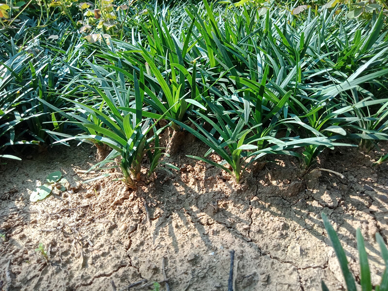常年出售矮麦冬草日本麦冬草玉龙草细叶绿化苗