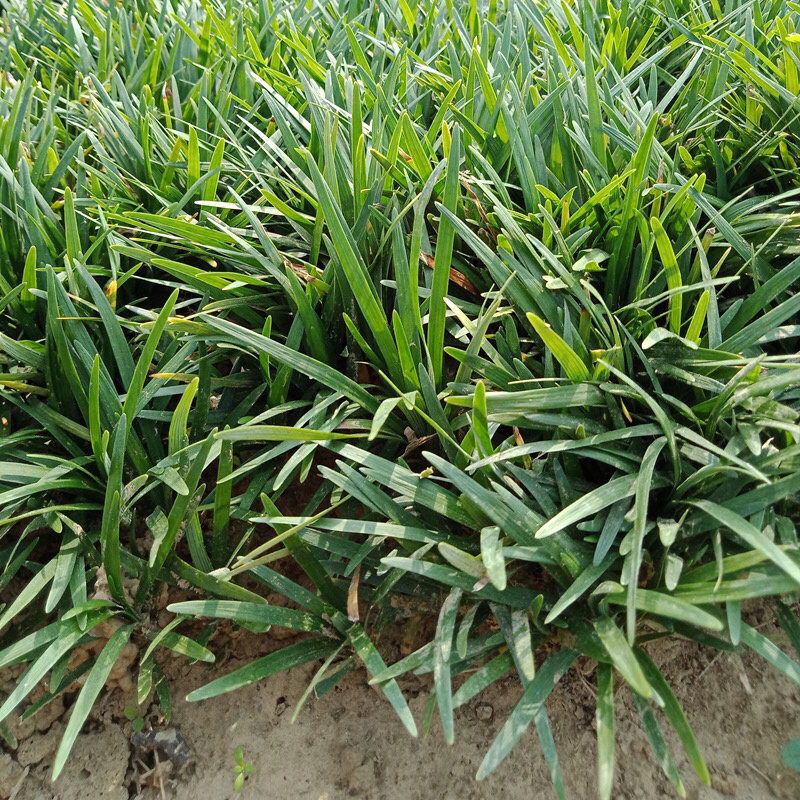 常年出售矮麦冬草日本麦冬草玉龙草细叶绿化苗