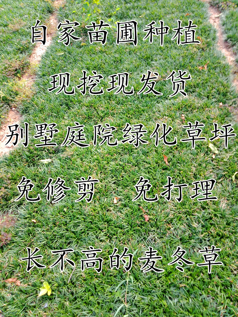 常年出售矮麦冬草日本麦冬草玉龙草细叶绿化苗