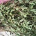 白花地棉根白花地棉根