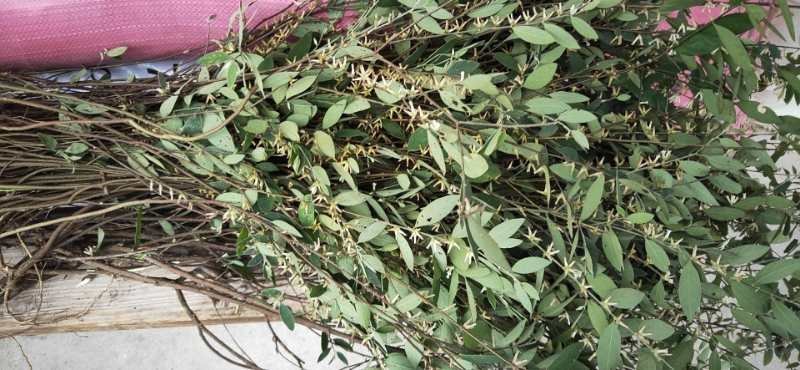 白花地棉根白花地棉根